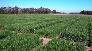 agricoltura-sardegna