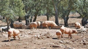 allevamento-maiali-sardegna