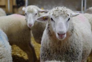 Tonara: massacrate 40 pecore
