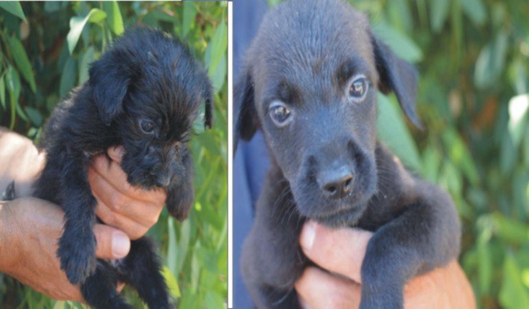 7 cagnolini di taglia piccola cercano una famiglia