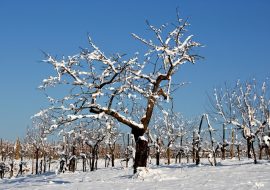 Gelo e nevicate in Sardegna  a partire dalle 18 di oggi e fino a domani pomeriggio