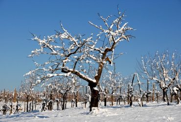 Gelo e nevicate in Sardegna  a partire dalle 18 di oggi e fino a domani pomeriggio