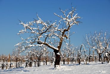 Allarme meteo nell’isola per nevicate e gelate fino alle prime ore di  domani  