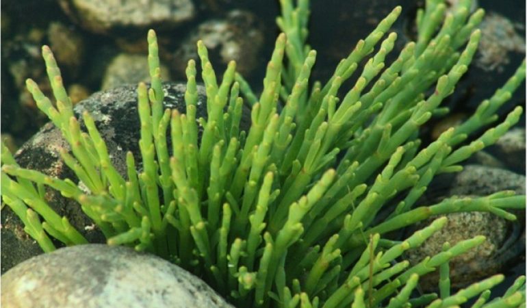 Sardegna a tavola : Sa Merca di Oristano, un piatto preistorico  con  muggini e  salicornia