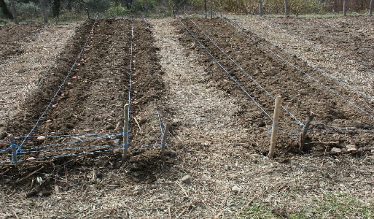 Lai (Pd) Agricoltura, situazione  grave.  Occorre agire con rapidità insieme al Governo nazionale