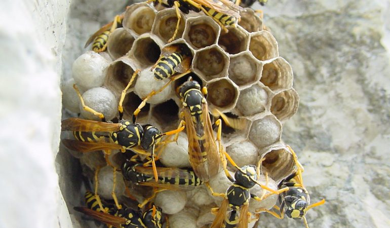 Cagliari: vespe con nido in un cassonetto di avvolgibile attaccano un’anziana