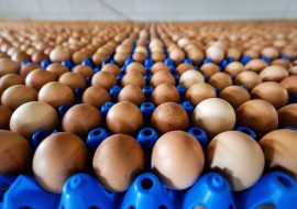 Allarme Fipronil nelle uova di  un allevamento del cagliaritano