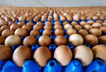 Allarme Fipronil nelle uova di  un allevamento del cagliaritano