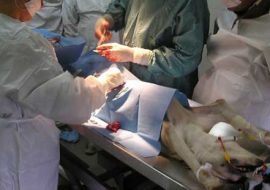 Sardegna: partono i contributi per la sterilizzazione canina