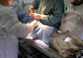 Sardegna: partono i contributi per la sterilizzazione canina Sardegna: partono i contributi per la sterilizzazione canina