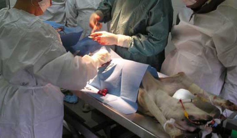 Sardegna: partono i contributi per la sterilizzazione canina