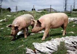 Ogliastra:  tra le campagne di Baunei e Urzulei, in corso l’abbattimento di maiali allo stato brado illegale