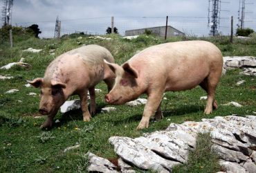 Ogliastra:  tra le campagne di Baunei e Urzulei, in corso l’abbattimento di maiali allo stato brado illegale