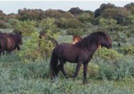 A rischio i fondi per tutelare salute e habitat dei  cavallini della Giara