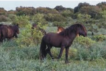 A rischio i fondi per tutelare salute e habitat dei  cavallini della Giara