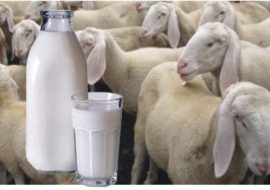 Regione: “Oilos unico interlocutore per  prezzo latte”