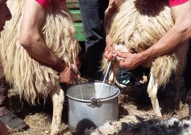 Festa della Montagna a San Leone