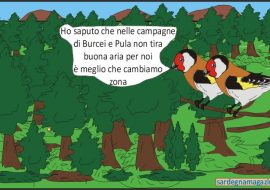 “La Vignetta”: uccellini indifesi  costretti a cambiare zona per non essere cacciati