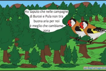 “La Vignetta”: uccellini indifesi  costretti a cambiare zona per non essere cacciati