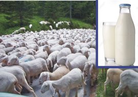 Lav insorge contro l’ipotesi di eliminare le pecore per limitare produzione latte