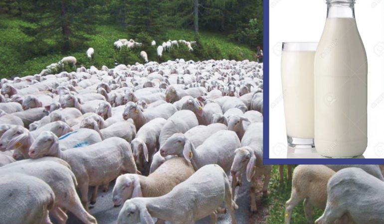 Lav insorge contro l’ipotesi di eliminare le pecore per limitare produzione latte