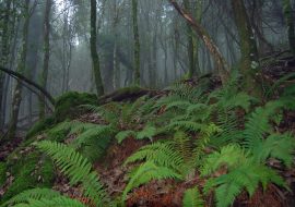 4,8 milioni dalla Giunta per interventi anti-deforestazione in Sardegna