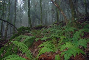 4,8 milioni dalla Giunta per interventi anti-deforestazione in Sardegna