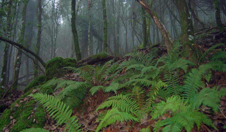 4,8 milioni dalla Giunta per interventi anti-deforestazione in Sardegna