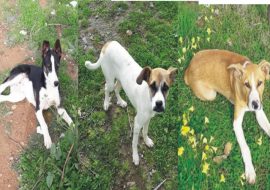 Capoterra: tre cucciole in cerca di una casa e una famiglia