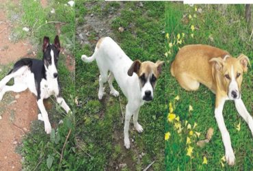 Capoterra: tre cucciole in cerca di una casa e una famiglia Capoterra: tre cucciole in cerca di una casa e una famiglia
