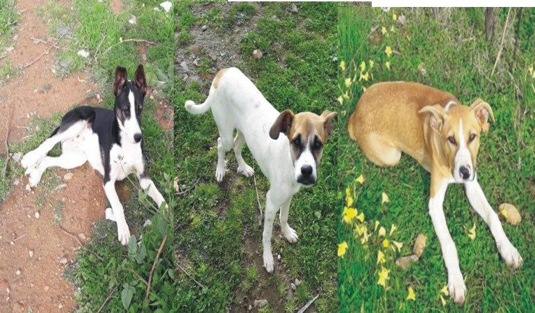 Capoterra: tre cucciole in cerca di una casa e una famiglia