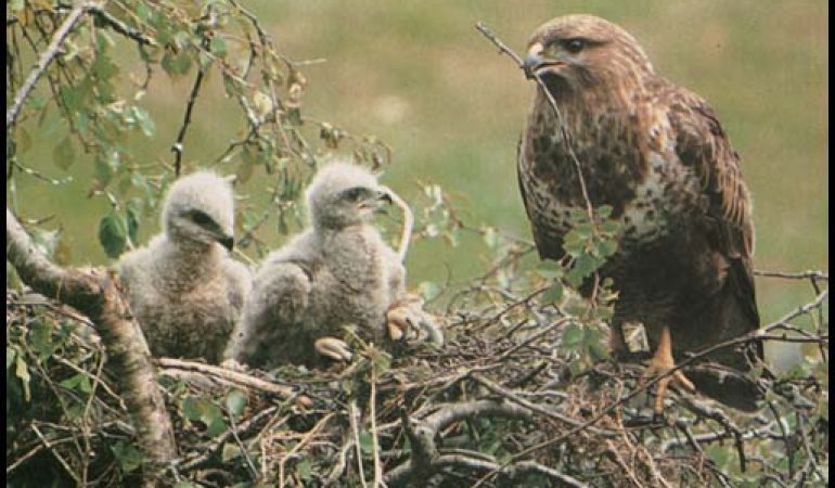 Regione: 400 mila euro per la fauna selvatica