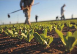 Al via i bandi del  “Pacchetto Giovani”, per l’avvio di attività agricole