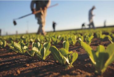 Al via i bandi del  “Pacchetto Giovani”, per l’avvio di attività agricole