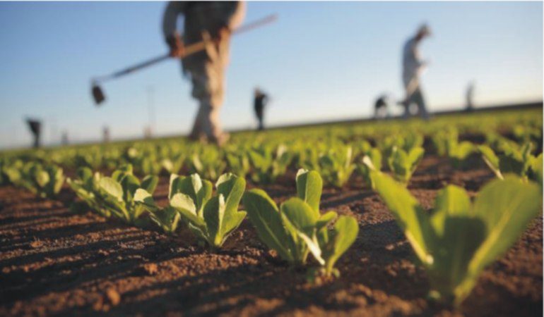 Al via i bandi del  “Pacchetto Giovani”, per l’avvio di attività agricole