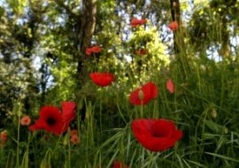 Turismo: 7 appuntamenti  per le “Passeggiate nella bellezza” tra verde, storia e natura