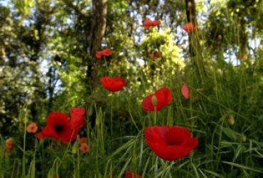 Turismo: 7 appuntamenti  per le “Passeggiate nella bellezza” tra verde, storia e natura