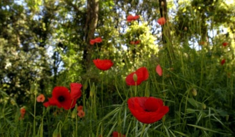 Turismo: 7 appuntamenti  per le “Passeggiate nella bellezza” tra verde, storia e natura