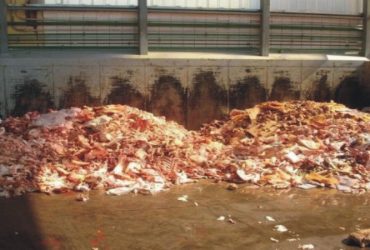 Regione: 3 milioni per impianti smaltimento di scarti di origine animale Regione: 3 milioni per impianti smaltimento di scarti di origine animale