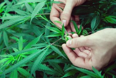 Alghero: 138 piante di marijuana in casa