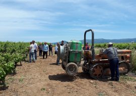 Prove tra i filari de Parteolla di  un’agricoltura con meno agrofarmaci