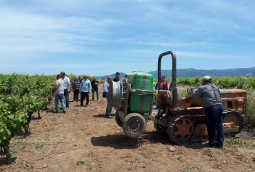 Prove tra i filari de Parteolla di  un’agricoltura con meno agrofarmaci