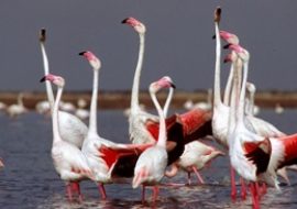 Richiesta di un tavolo sul futuro della Laguna di Santa Gilla