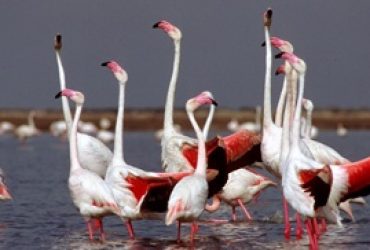 Richiesta di un tavolo sul futuro della Laguna di Santa Gilla