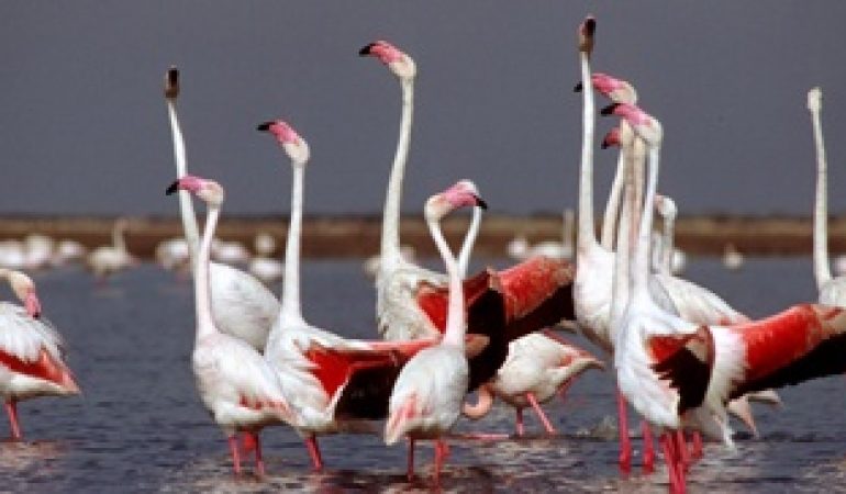 Richiesta di un tavolo sul futuro della Laguna di Santa Gilla