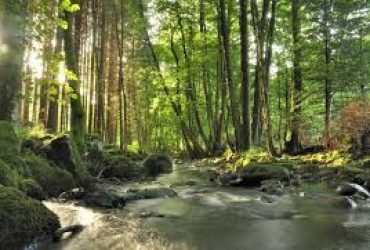 Alla Sardegna il riconoscimento di “Ambiente forestale europeo dell’anno”