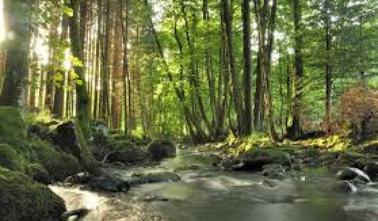 Alla Sardegna il riconoscimento di “Ambiente forestale europeo dell’anno”