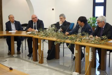 Ramoscelli d’olivo sardi in piazza San Pietro a Roma