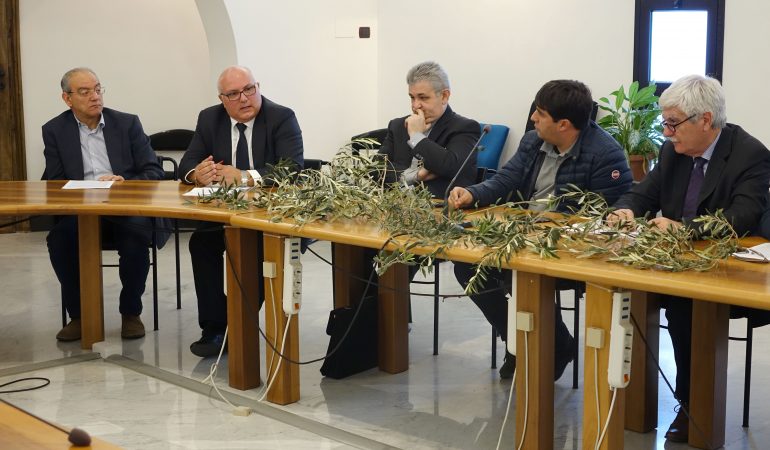 Ramoscelli d’olivo sardi in piazza San Pietro a Roma