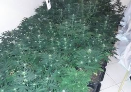 Nelle campagne di Selargius, una casa adibita a serra di marijuana.